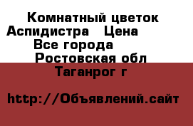 Комнатный цветок Аспидистра › Цена ­ 150 - Все города  »    . Ростовская обл.,Таганрог г.